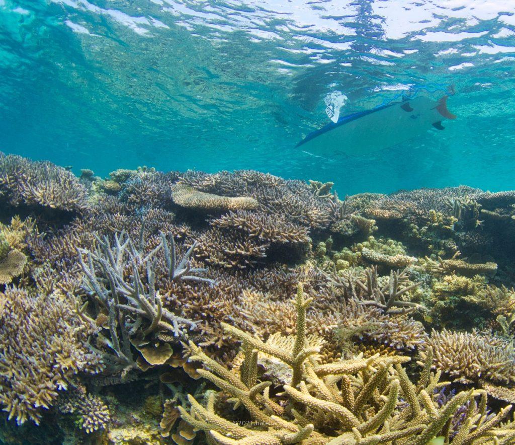 加計呂麻島サンゴ礁シュノーケリング