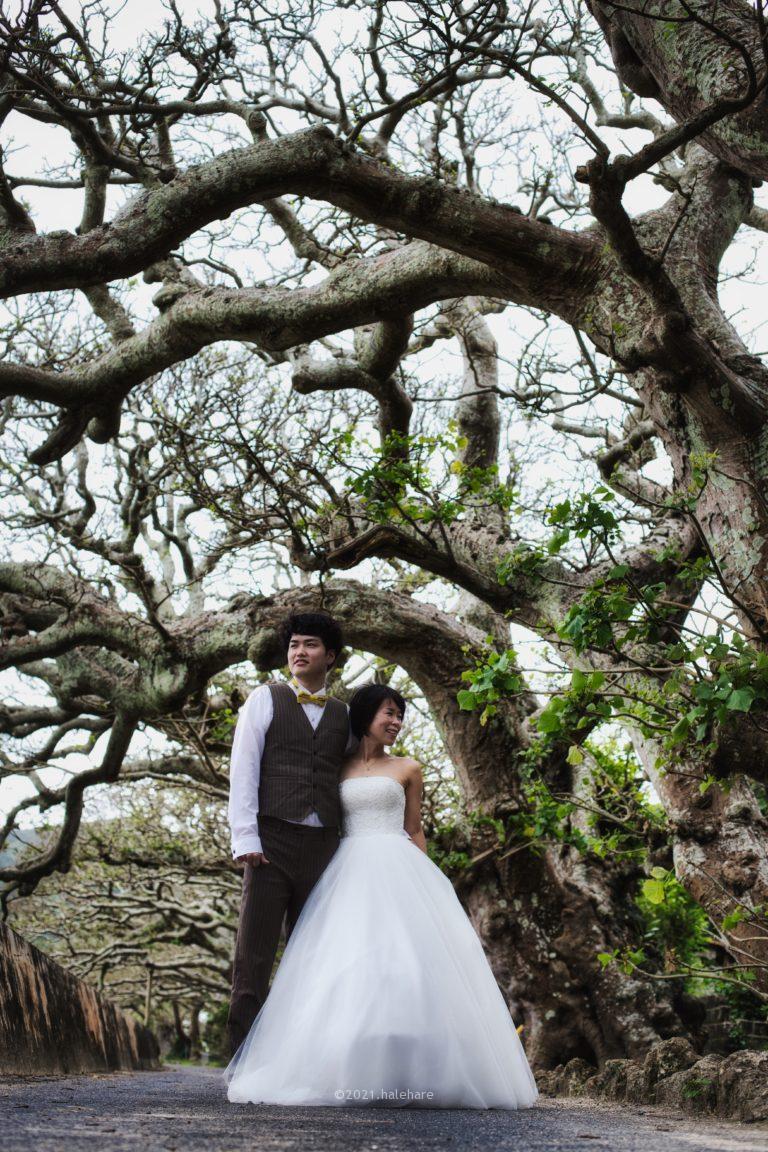 奄美大島の南、デイゴ並木でフォトウェディング